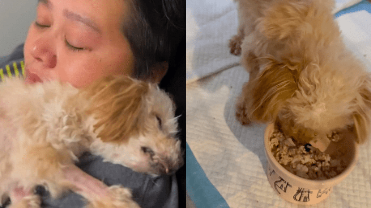 A Final Goodbye Turns Into a Miracle as Senior Dog Revives