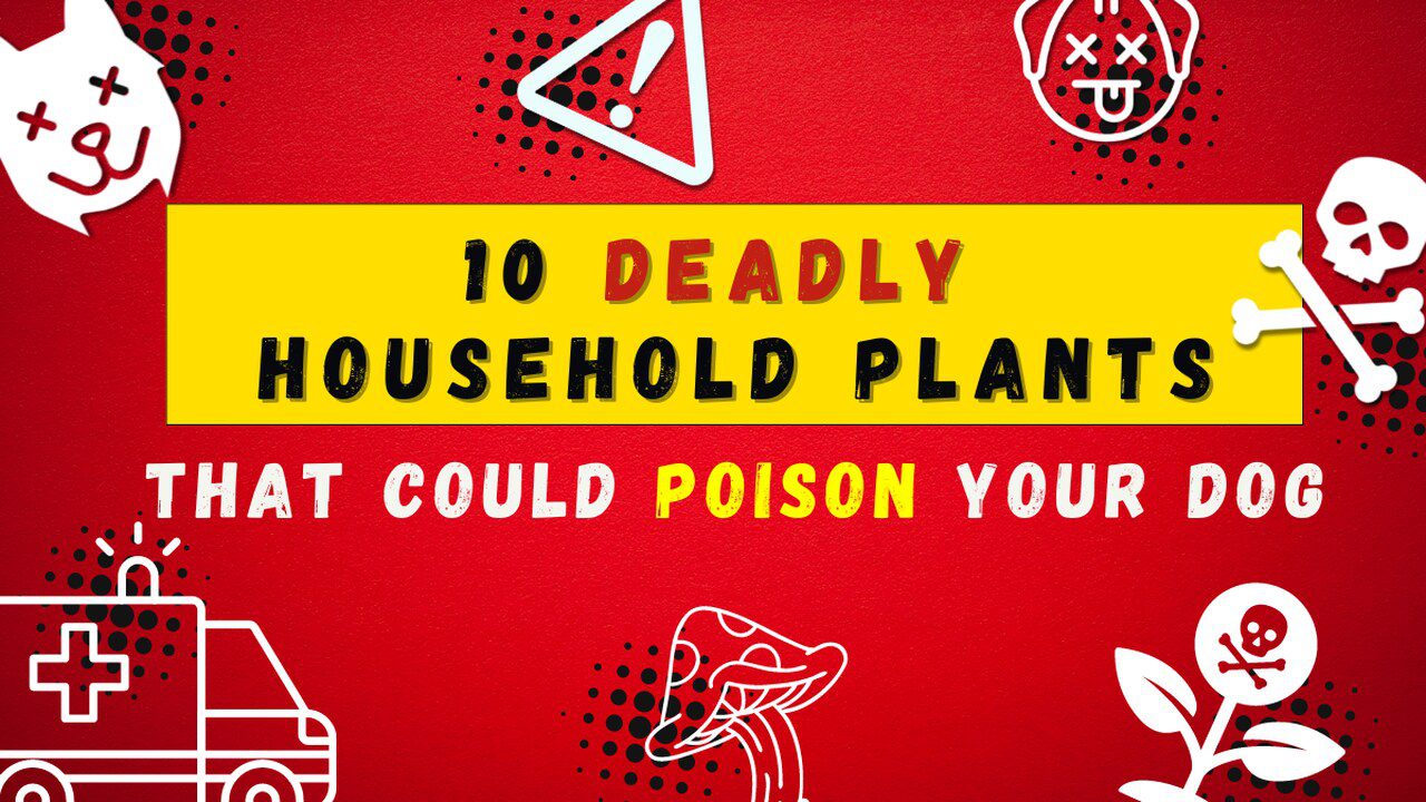 10 Deadly Household Plants That Could Poison Your Dog