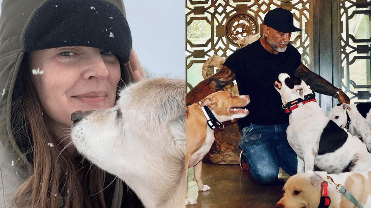 ASPCA Teams Up with Drew Barrymore and Dave Bautista for Shelter Dogs