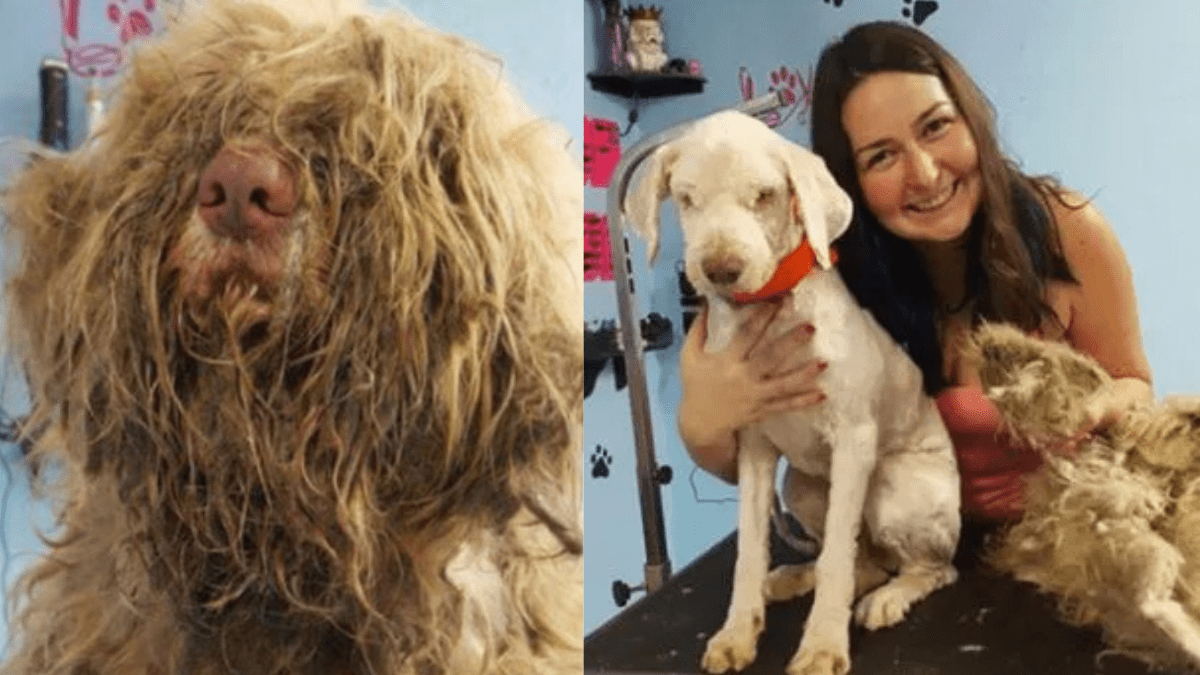 Brave Groomer Saves Stray Dog From Mats of Hair
