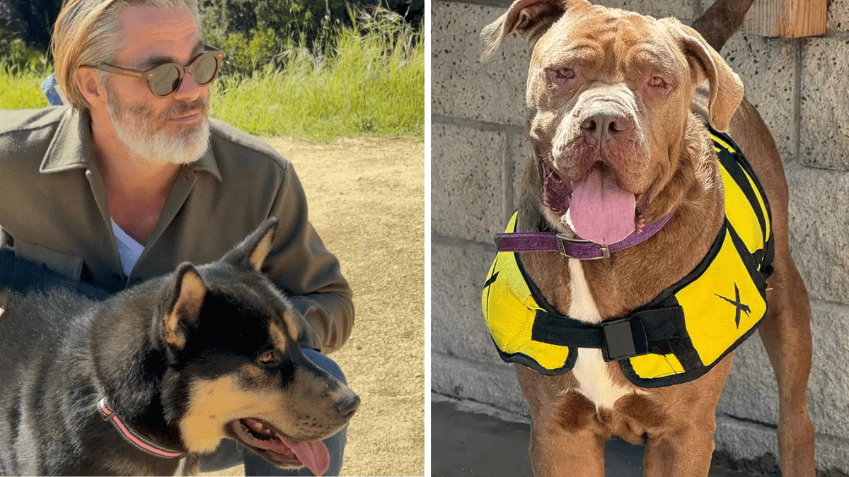 Chris Pine Calls for Help in Finding Homes for Rescued Dogs