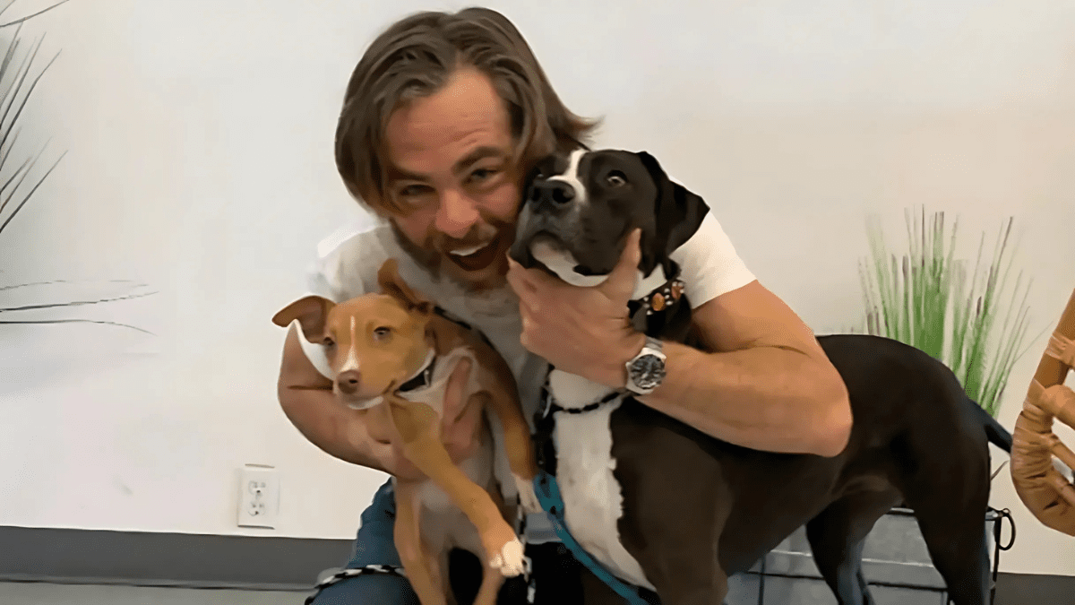 Chris Pine with Pitbulls