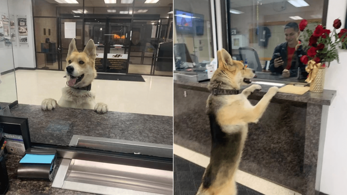 Clever Lost Dog Walks into Police Station to Find His Way Home