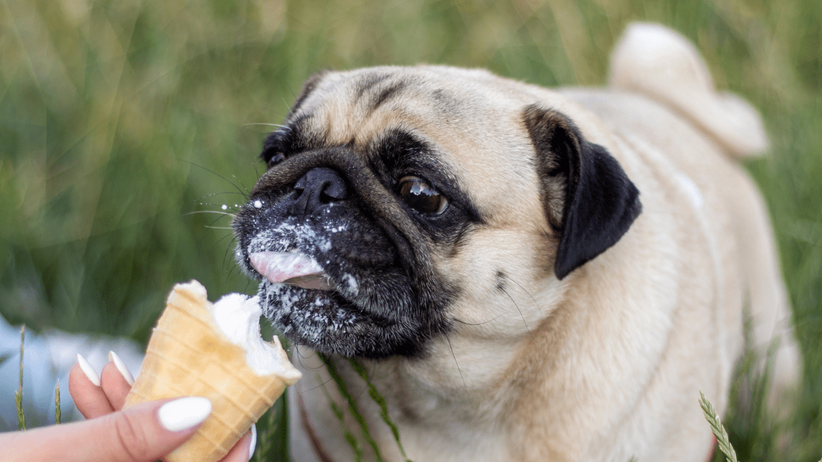 Homemade Dog Ice Cream