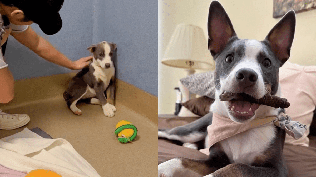 How a Couple Changed a Shelter Puppy’s Life Forever