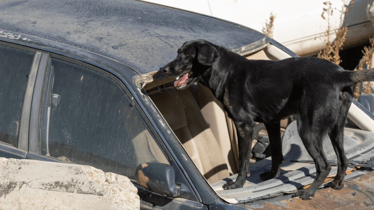 How a Neglected Dog Became the Awarded Dog of the Year