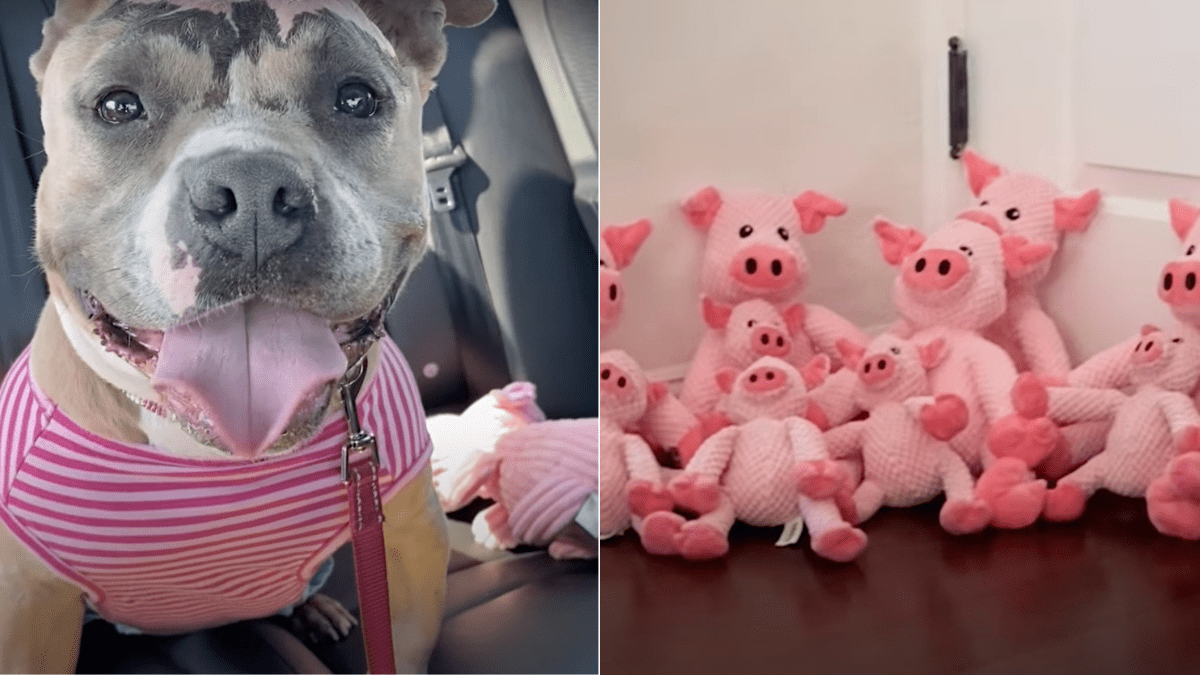 How a Piggy Toy Helped This Dog Heal After a Devastating Fire