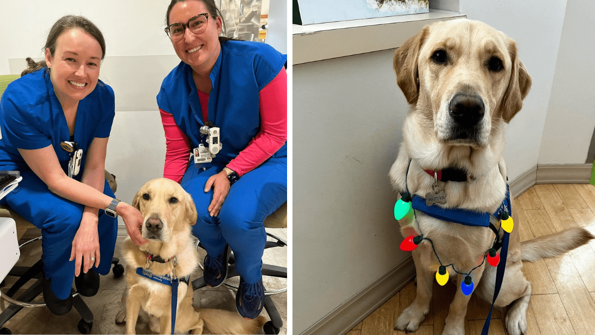 Jude The Golden Retriever Bringing Smiles to Sick Kids