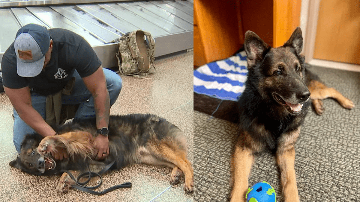 Military Dog Reunites with Handler, Shifts from Duty to Couch Life