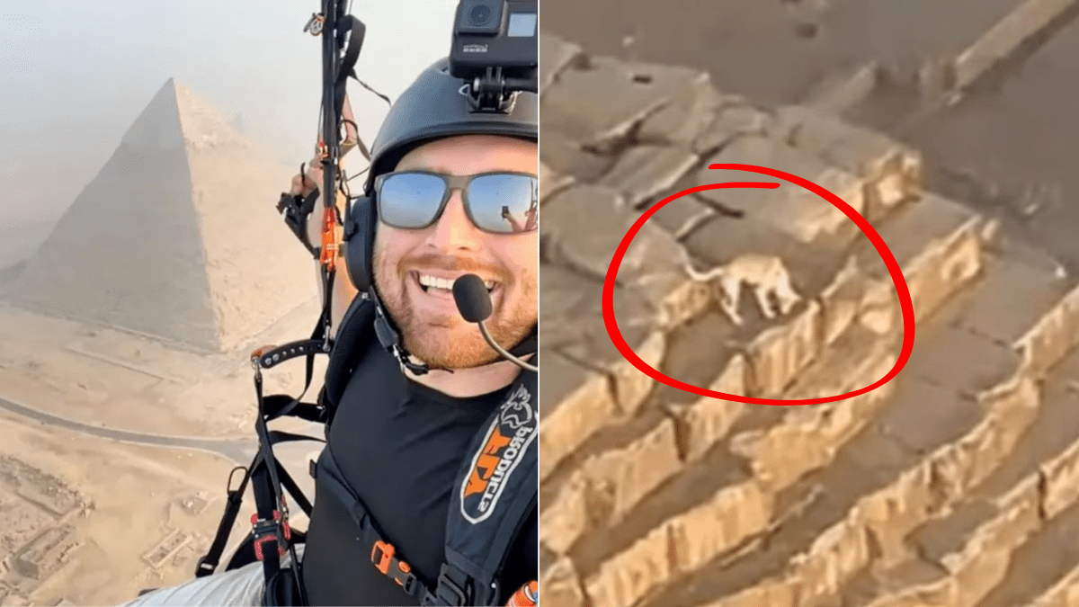 Paraglider Captures Dog on Top of The Great Pyramid of Giza