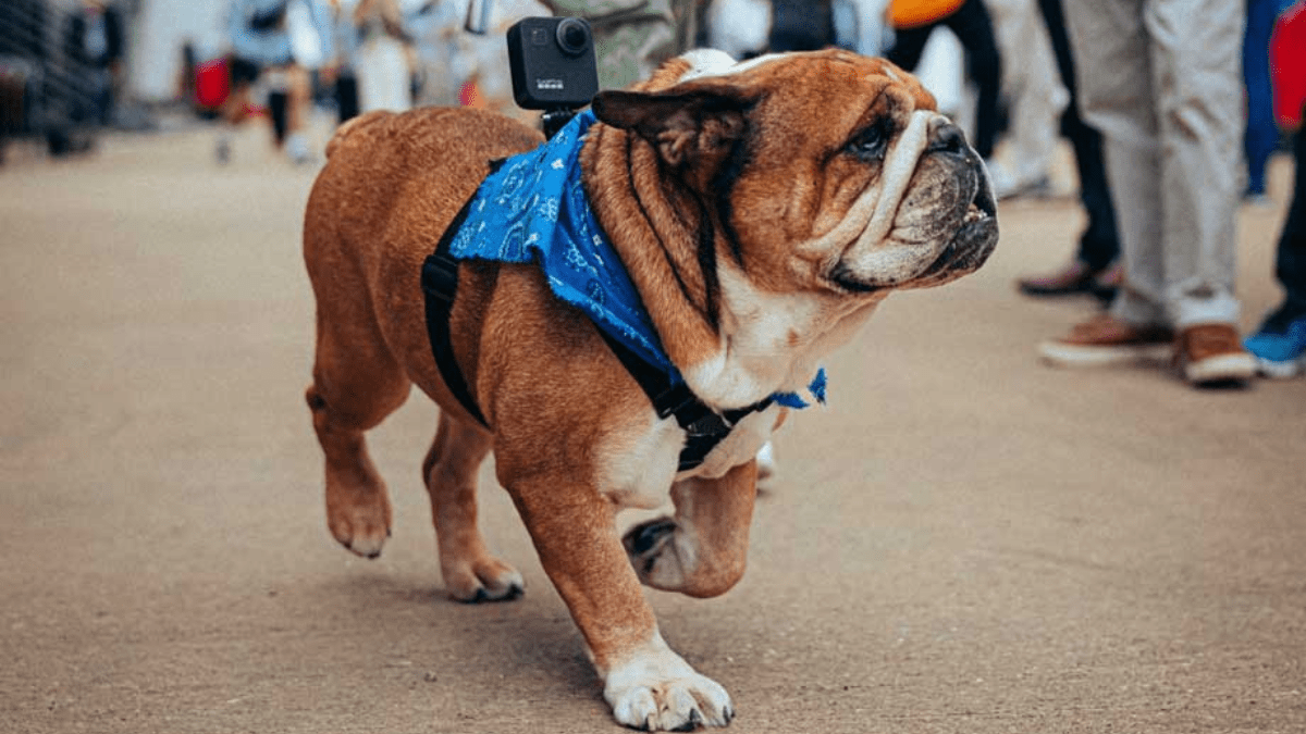 Roscoe walking outdoors 