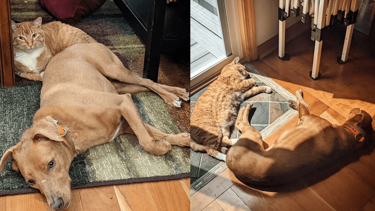 Security Footage Reveals How A Cat Eases His Dog Friend's Anxiety