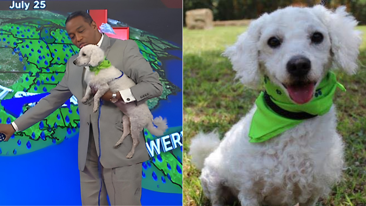 The Adorable Dog Who Stole a Weatherman's Heart on Live News