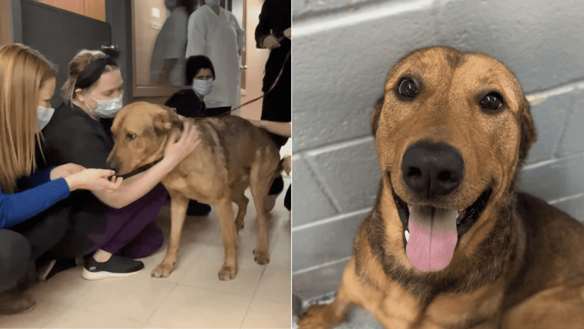 The Shelter Dog Who Kissed Every Staff Goodbye on His Adoption Day