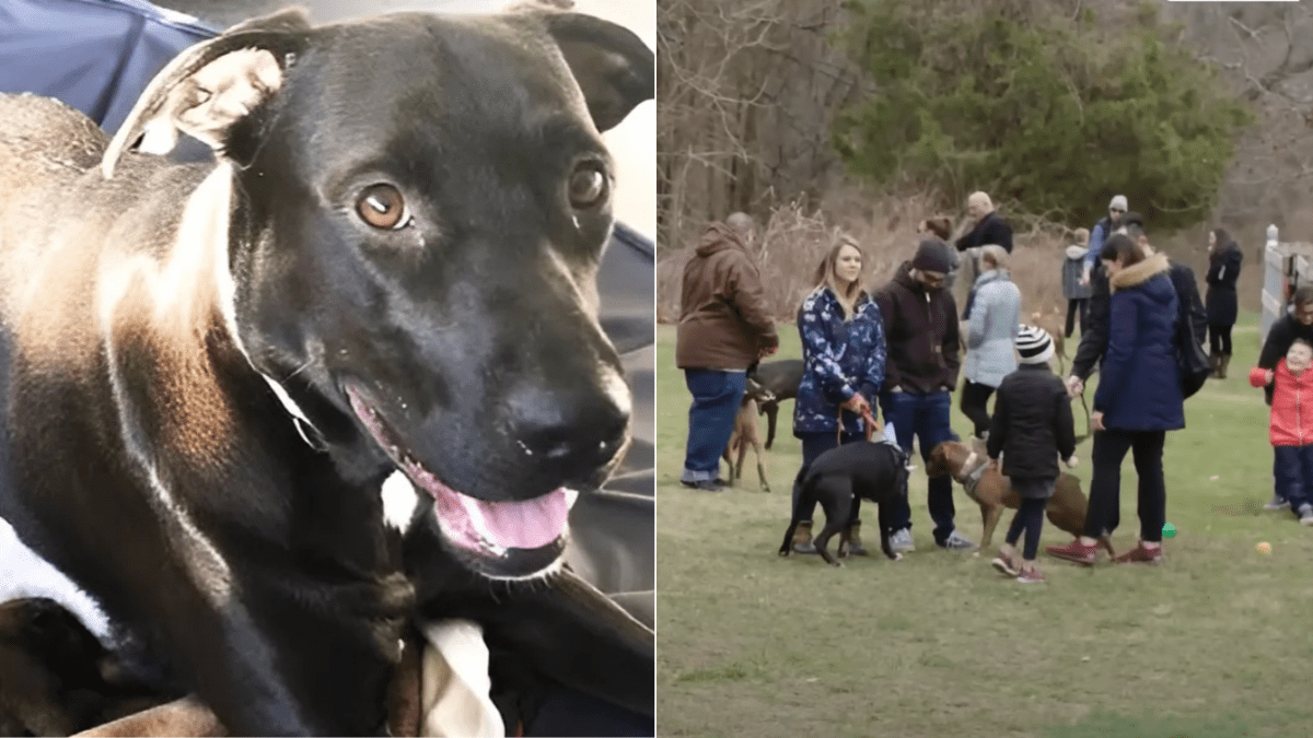 Twelve Puppies Welcome Their Mother Back After a Year of Separation (1)