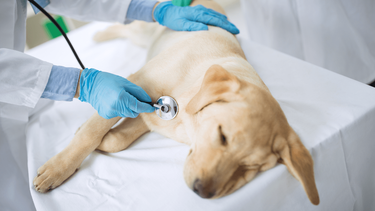 Vet examining a dog 1