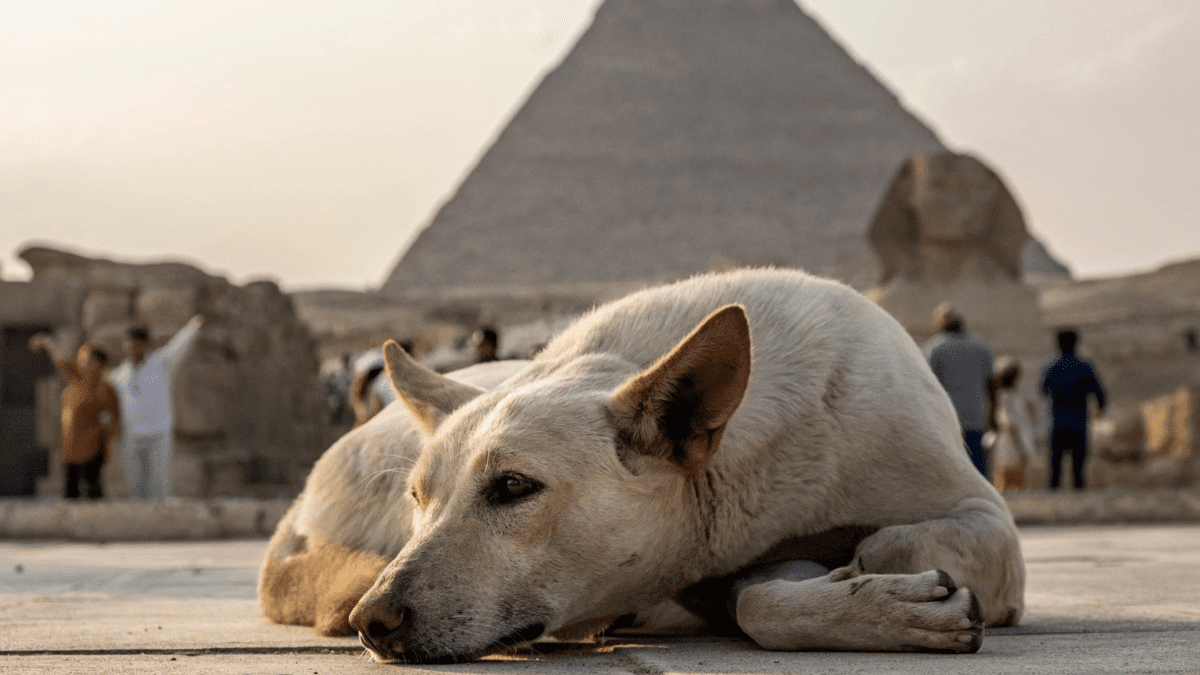 Viral Pyramid Climbing Dog Sparks Concern for Giza’s Ancient Pyramids