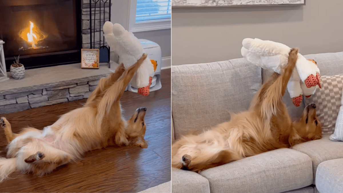 Why This Golden Retriever’s Unique Habit is Captivating Fans Online