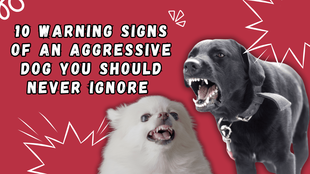 10 Warning Signs of an Aggressive Dog You Should Never Ignore