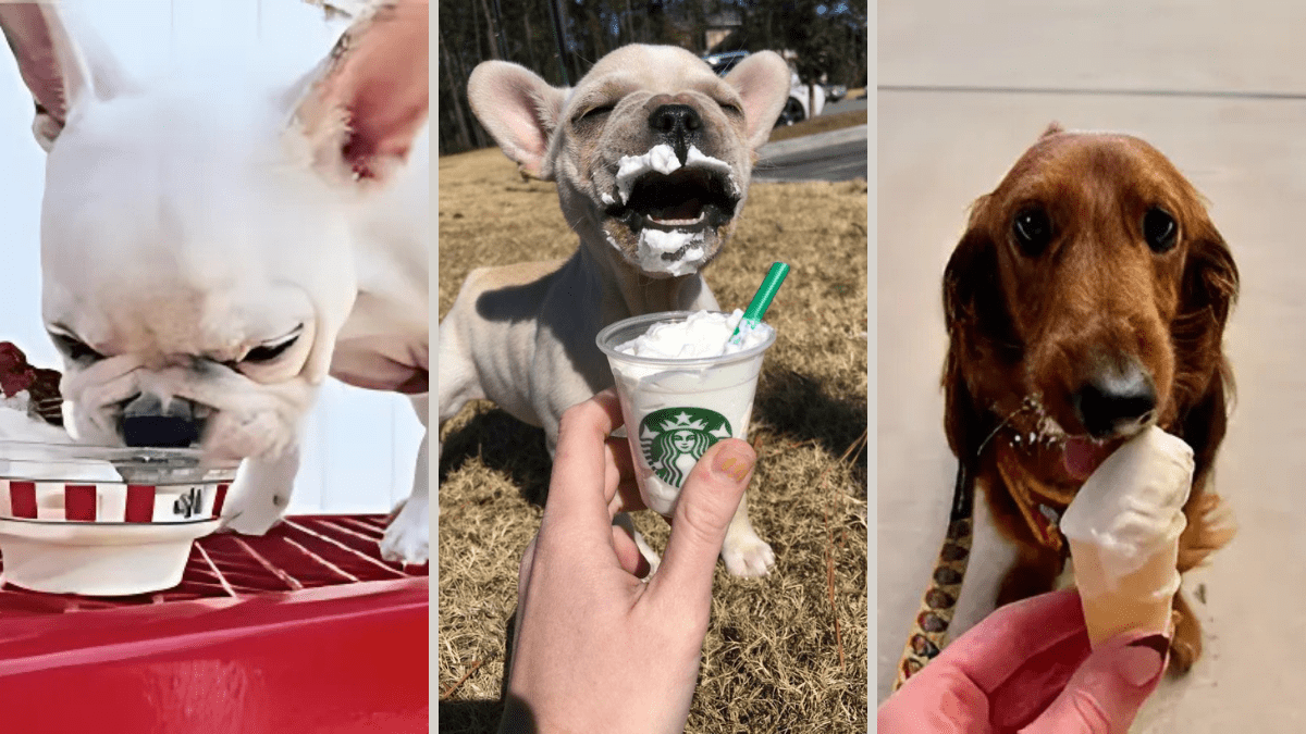 All the Latest Fast-Food Treats for Your Pup