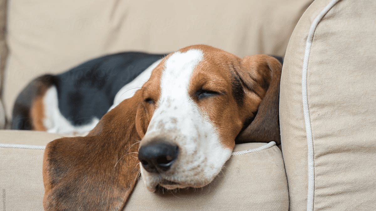Basset Hound