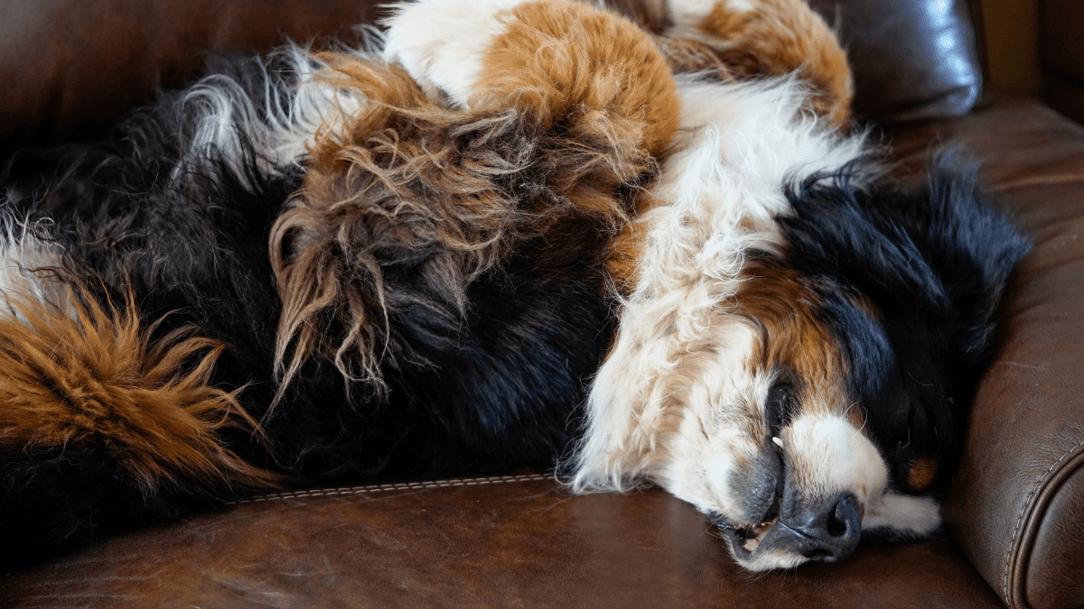 Bernese Mountain Dog sleeping habits