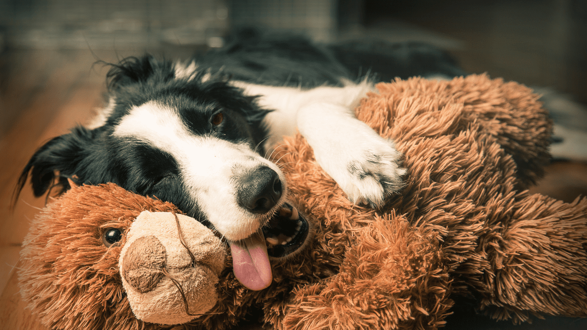 Border Collie sleeping habits