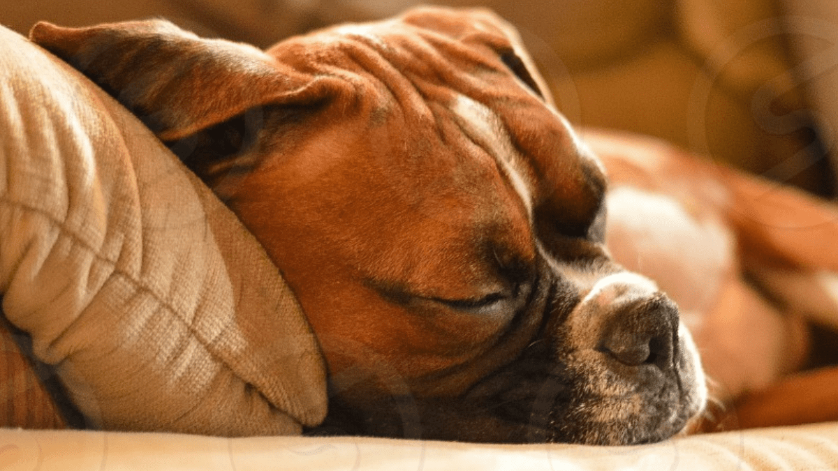 Boxer sleeping habits