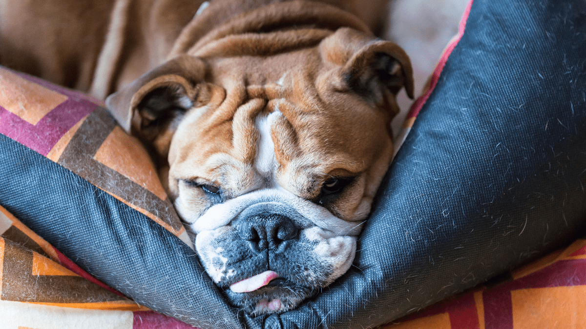 Bulldog sleeping habits