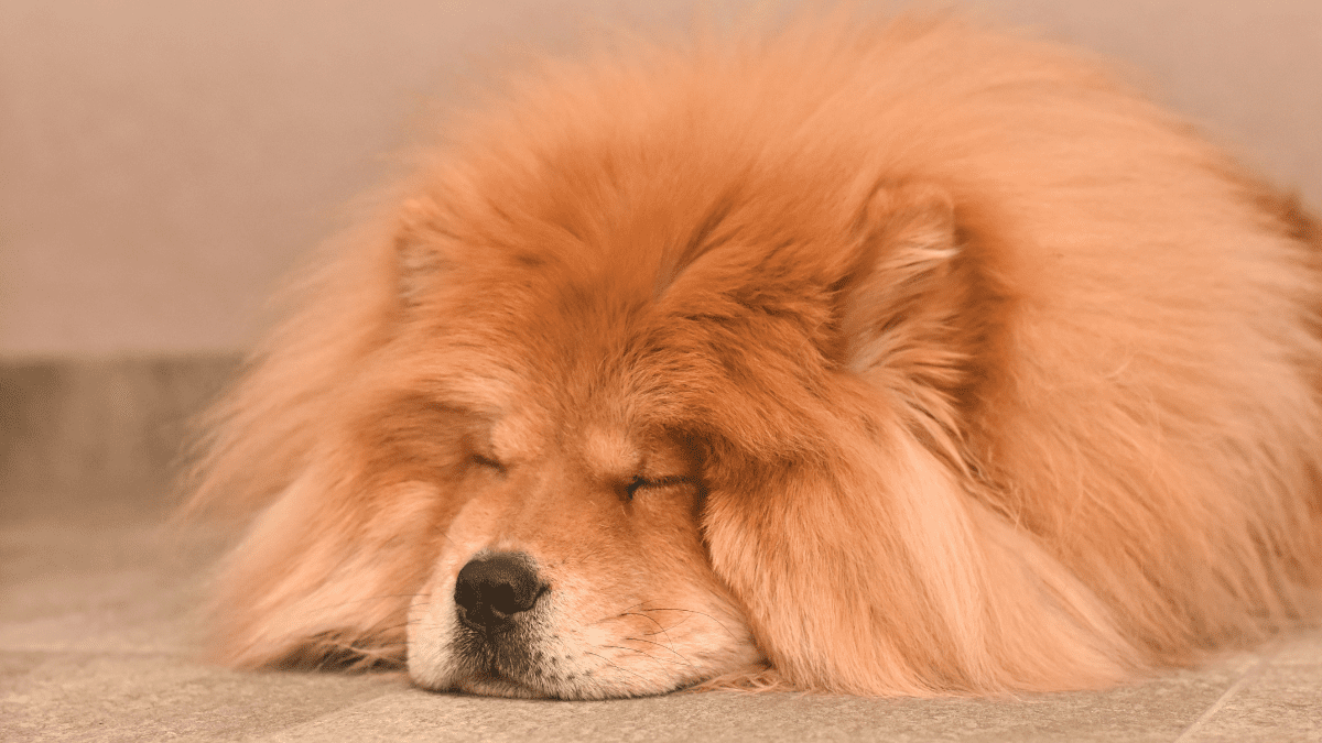 Chow Chow sleeping habits