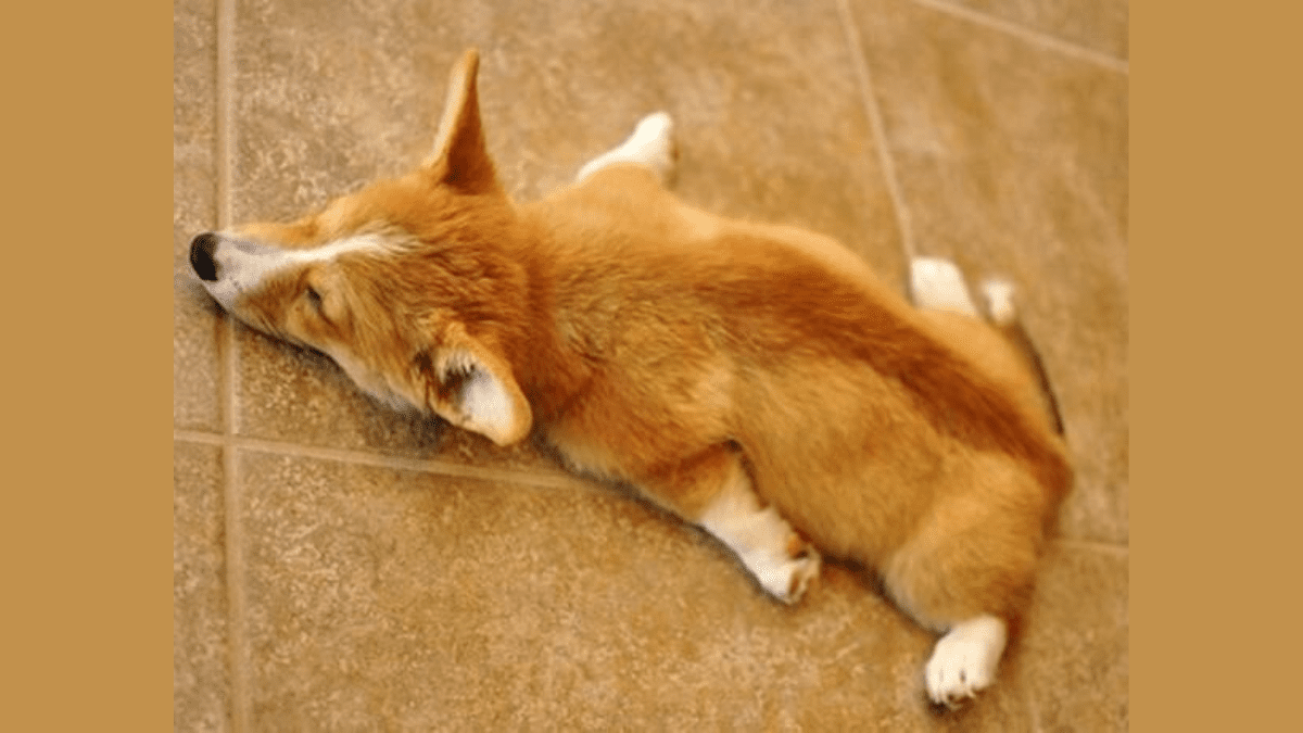 Corgi sleeping habits