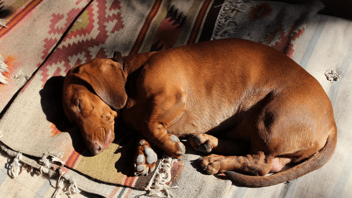 Dachshund sleeping habits