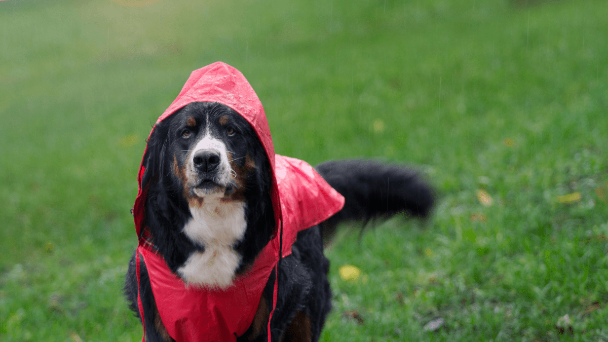 New Bill Aims to Protect Pets Left Behind in Disasters