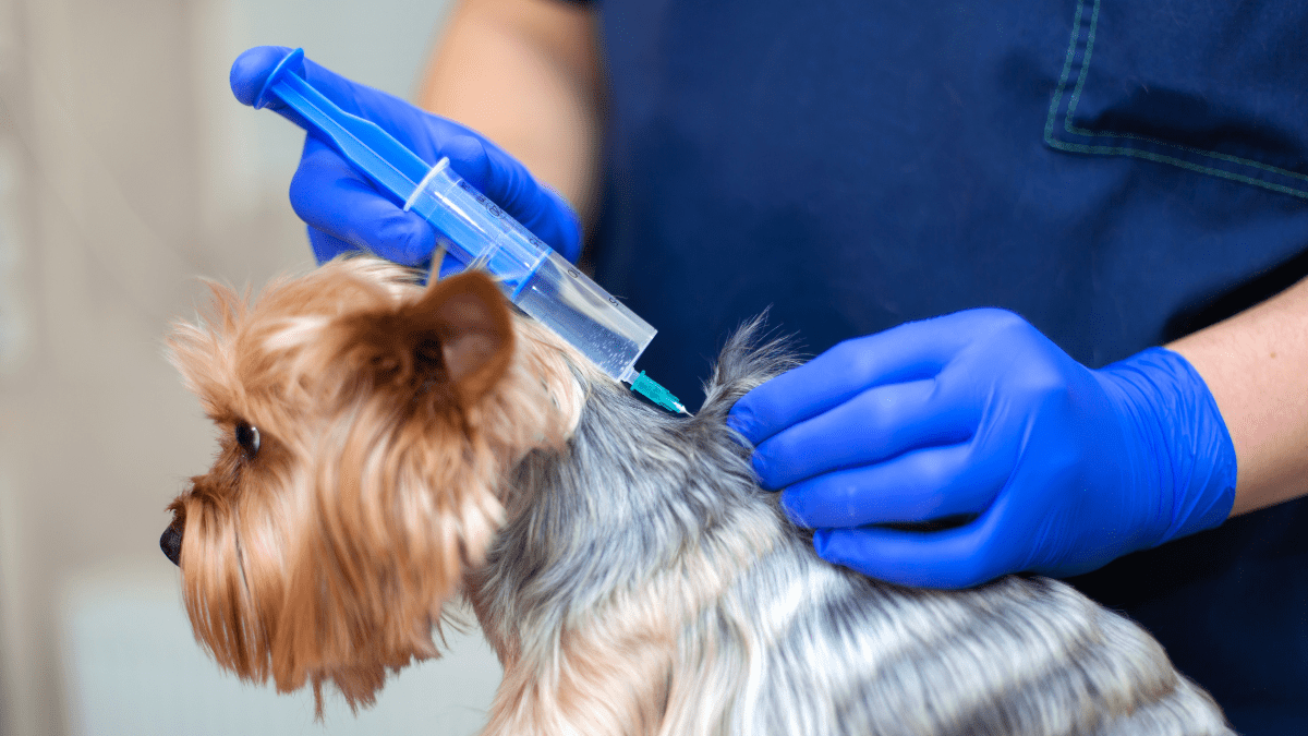 No More Surgeries: Chile Introduces a Dog Neutering Vaccine