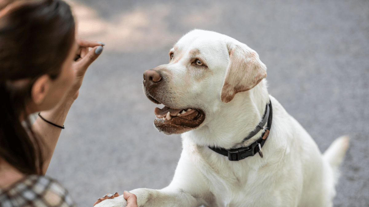 Research Says Your Female Dog Judges You More Than A Male Dog