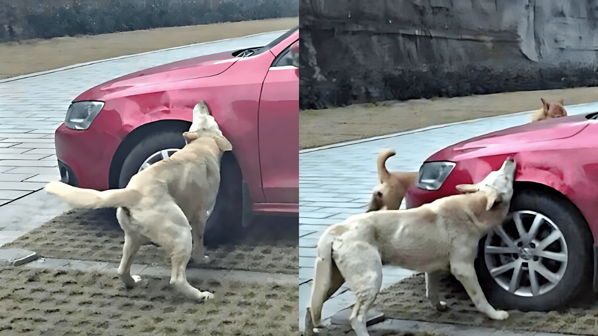 Dogs Unite How One Stray and His Friends Got Back at a Cruel Man