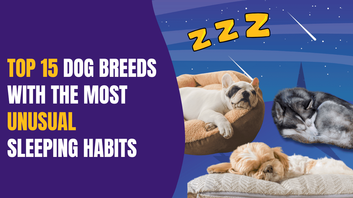 Top 15 Dog Breeds with the Most Unusual Sleeping Habits