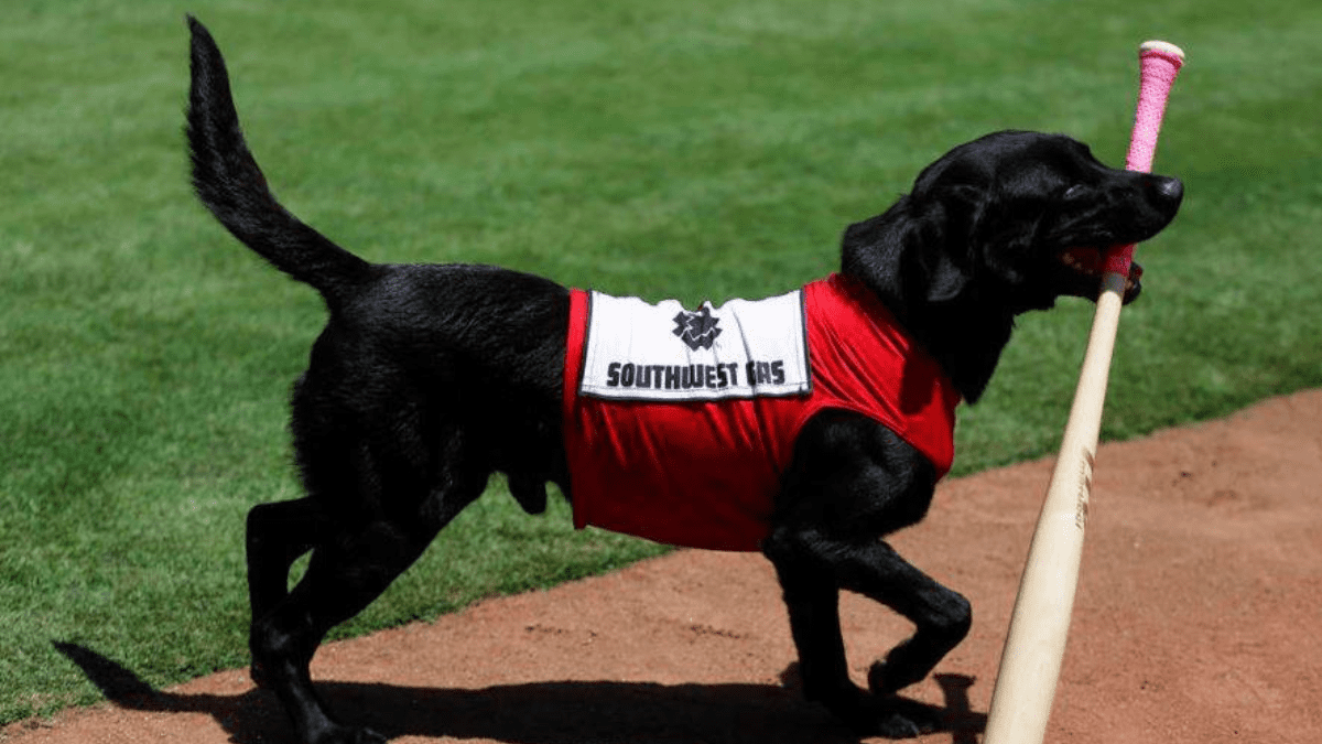 Baseball’s Best Sidekick: How Finn the Bat Dog Unites Fans