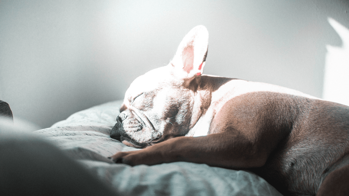 French Bulldog sleeping habits