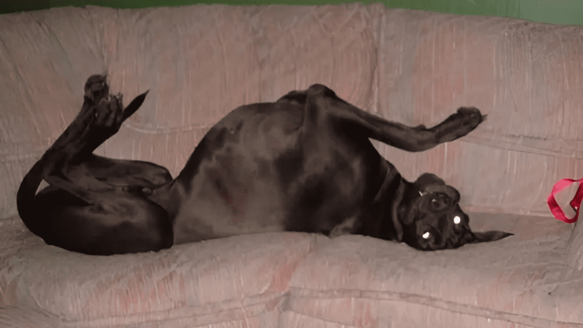 Great Dane