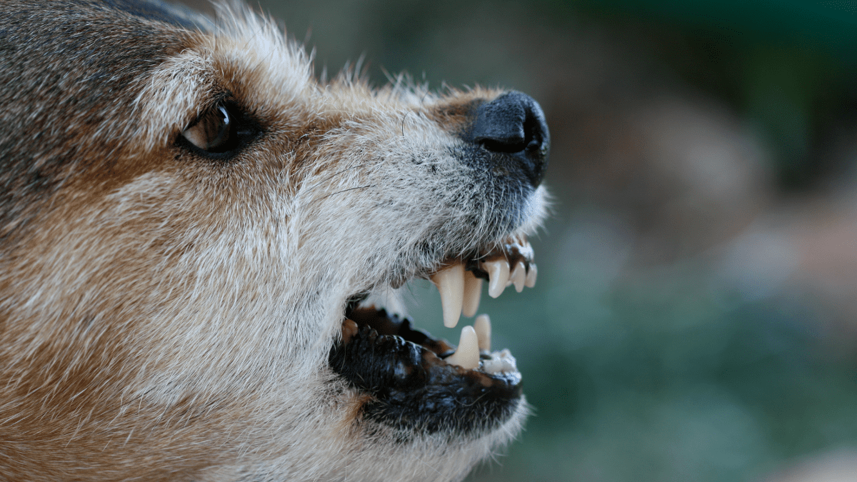 Growling