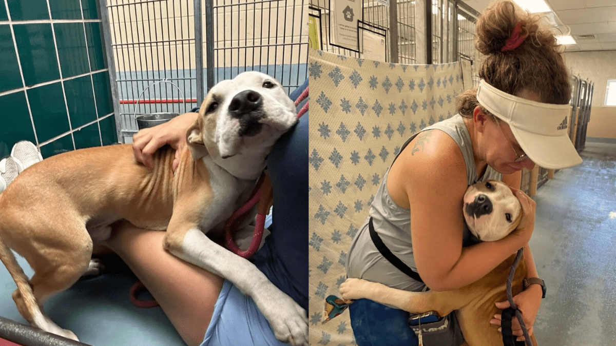 How a Rescue Dog’s Affectionate Nature Won Him a Second Chance