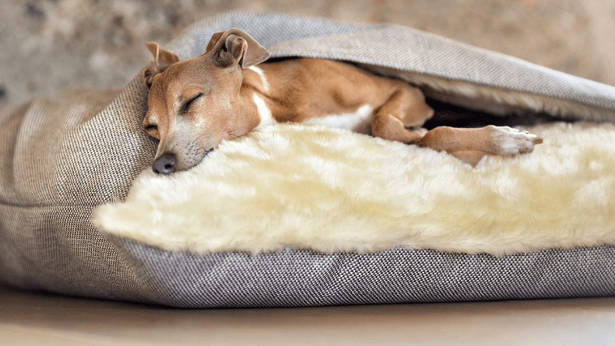 Italian Greyhound sleeping habits