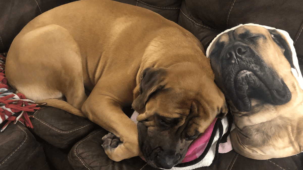 Mastiff sleeping habits