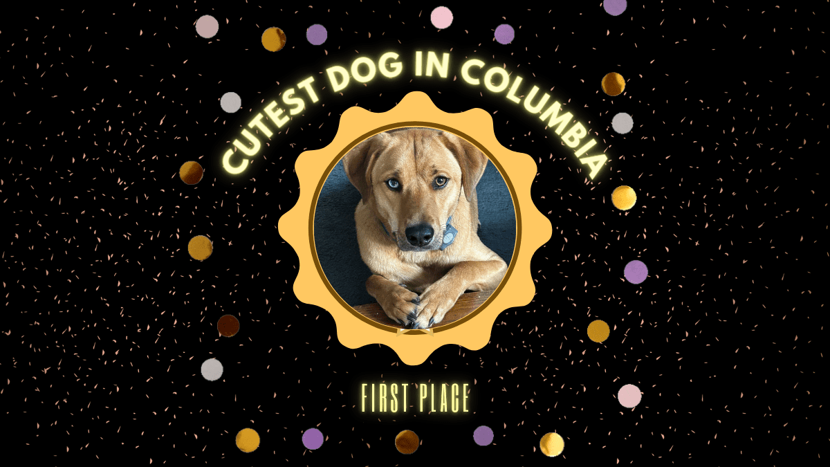 Meet Chester Columbia's First-Ever Cutest Dog Crowned