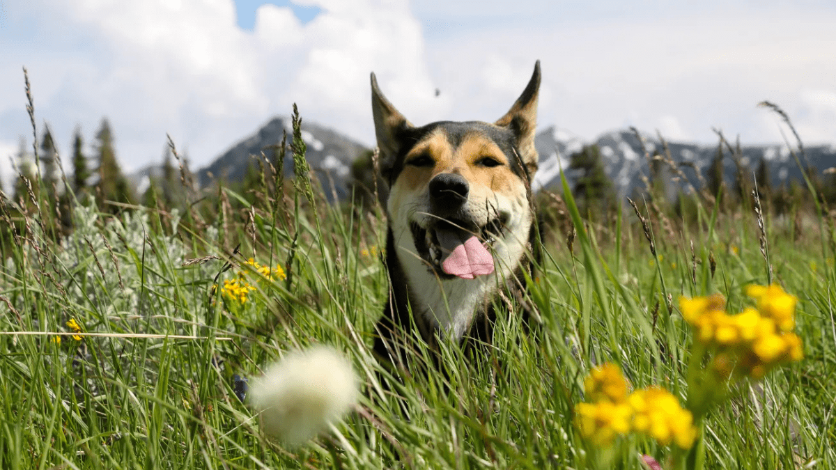 Meet the Former Stray Dog Now Crowned ‘Happiest Pet on Earth’