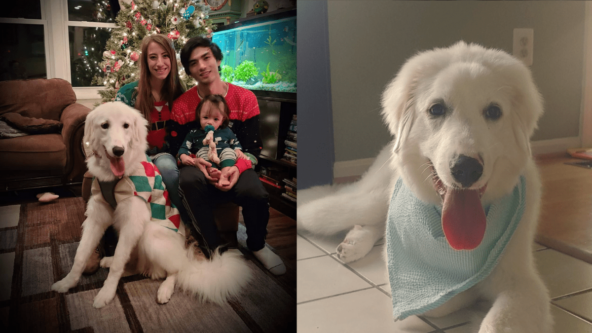 Puppy’s Barking Saves Family After Spotting Hidden Danger in Their Home