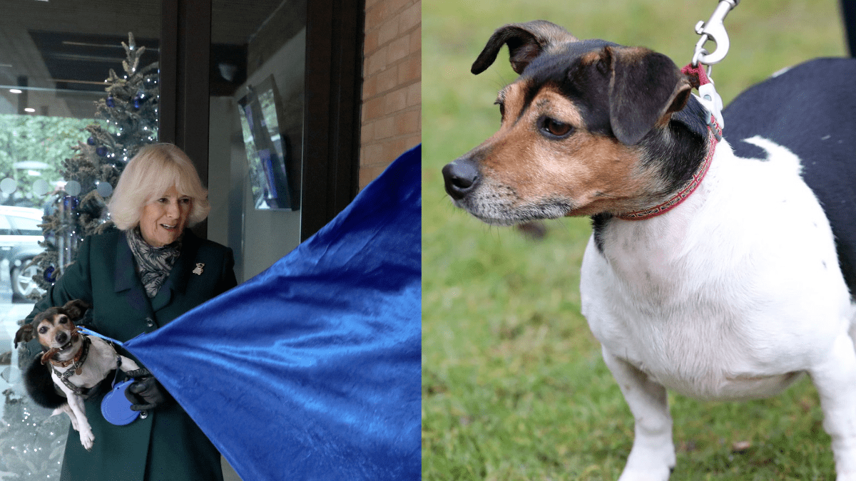 Queen Camilla Bids Farewell to Her Rescue Dog Beth