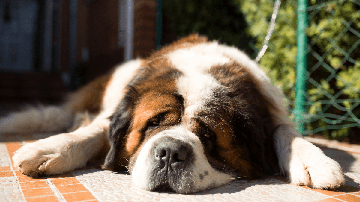 Saint Bernard sleeping habits