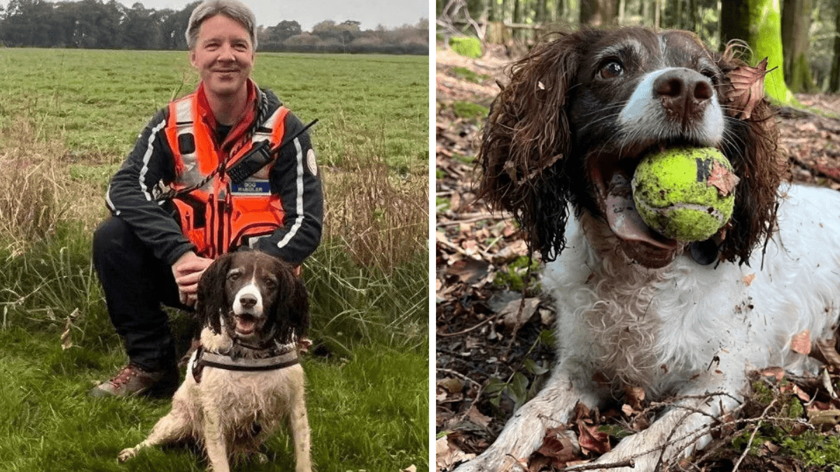 Search Dog Millie Gets to Retire After a Decade of Service